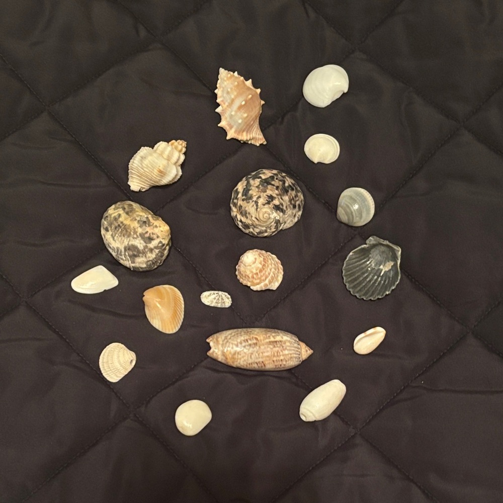 Seashell collection